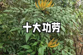 听名字就知道很厉害的十大功劳，懂的人都把它当茶喝，你认识吗？