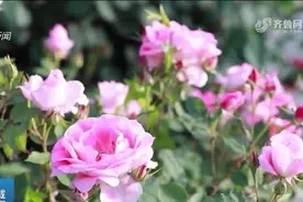 第34届莱州月季花节开幕，涵盖文化旅游等多个领域，丰富游客体验