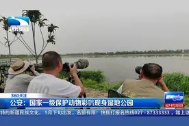 公安：国家一级保护动物彩鹮现身湿地公园视频封面