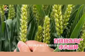 这个双国审小麦品种，抗寒分蘖强又高产，今年农民朋友的首选品种视频封面