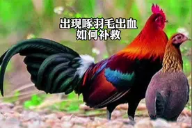 养殖真不能干，出现啄羽毛出血死了就是损失，预防管理方案来了视频封面