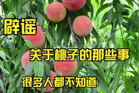 太吓人了！桃子和这些食物一起吃会产生剧毒？视频封面