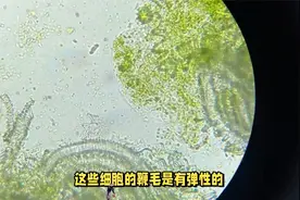 精子竟然违反牛顿第三定律视频封面