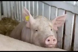 猪价暴红大涨?未来10天国内猪价上涨通知？视频封面