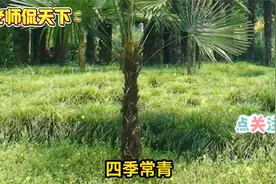 老人说“坟边种四树，田广子孙富”，是哪4树？有什么依据吗