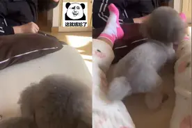 狗狗仗女主人在狂叫，神预判何时进攻何时撤退，实力演绎狗仗人势视频封面