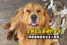 全网后台最硬的金毛，暴揍老虎也无人敢惹，把母凭子贵演绎到极致视频封面