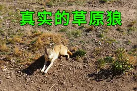自驾来到内蒙乌拉盖，发现了几十头野狼，看看真实的草原狼是啥样