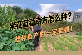 紫花苜蓿想要在南方种，这几点一定注意，一次播种，可连收5~6年