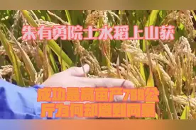 朱有勇院士水稻上山获成功，最高亩产788公斤！为何却遭到网暴？