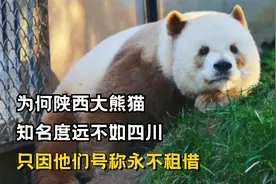 为何陕西大熊猫，知名度远不如四川，只因他们号称永不租借