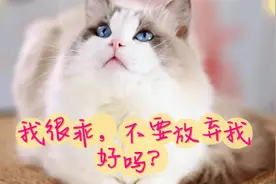 二十三只猫家长告诉你，不想养猫了怎么办