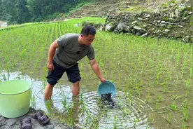 今天买了1000稻花鱼苗放田里养，顺便分享一下我养鱼的经验视频封面
