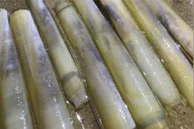 大齐赶海，退潮后发现沙滩上一片呼吸孔，撒盐抓出来好多竹节蛏