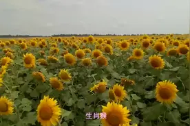 生肖猴 一生中有大劫的年龄, 在低谷, 但终将过去有大运视频封面