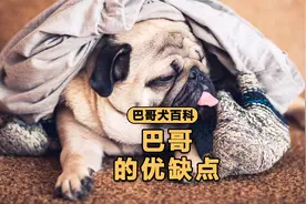 巴哥到底值不值得养？看完优缺点你就知道！