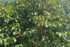 荒野河沟钓小龙虾，没想到妹子用最简易的方法，居然1小时钓了5