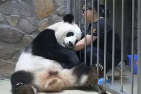 大熊猫生产前疼痛难忍，把头埋在奶妈的胳膊下！