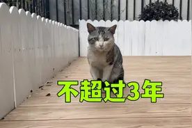 29. 终于明白，流浪猫的寿命为什么不超过3年了视频封面