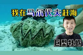 《环球探海记》马尔代夫 第10天：千手螺泛滥，马代人都不吃的吗视频封面