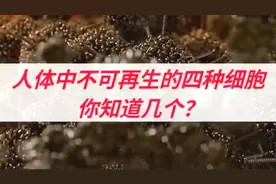 人体中不可再生的4种细胞，你知道都有什么吗？