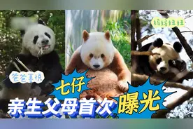 七仔亲生父母首次曝光，父喜悦母妞妞黑白大熊猫，如何生出棕色熊视频封面