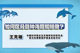 大咖请回答 | 如何区分各种海豚和鲸鱼?