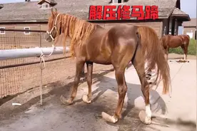 只因主人懒惰，马儿多年未成修过马蹄，今天带你沉浸式修马蹄！