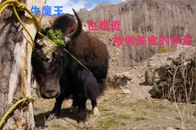 见识一下，罕萨人杀千斤的牦牛吃，绑上脚直接放倒就是抹脖子视频封面
