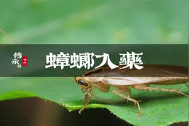 用蟑螂榨汁，居然还是一味绝密中药