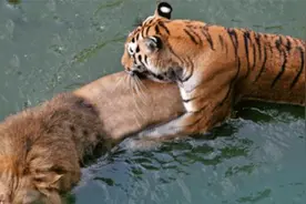 为什么非洲草原没老虎？老虎到非洲狮子会越来越少？看后才知道