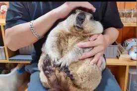 教你如何温柔抚摸土拨鼠
