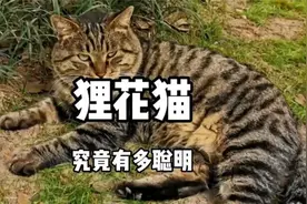狸花猫究竟能有多聪明视频封面