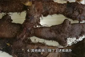 骨碎补的神奇功效