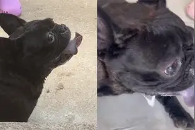 狗子舌头发干发紫中暑严重，独自跑宠物医院求救：平时路过都绕道