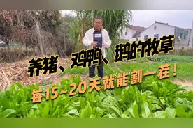 养猪鸡、鸭、鹅的主食牧草-菊苣，鲜草产量可达10~12吨/亩视频封面