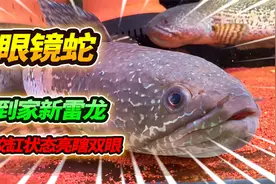 3800买了一对黄金眼镜蛇雷龙，开箱入缸就鼓腮咬缸，这次买对了视频封面