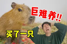5.5w买的卡皮巴拉，没几天差点挂了！太脆了！视频封面
