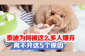泰迪为何会被这么多人嫌弃，离不开这5个原因！
