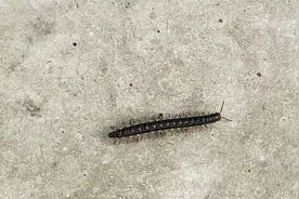 马陆（千足虫）到底有多少条腿？怎么配合往前爬行？