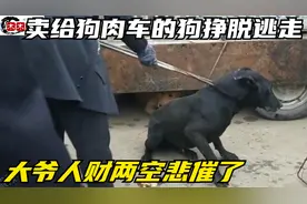 大爷将狗卖给狗肉车，不料狗子挣脱开逃走，大爷人财两空悲催了视频封面