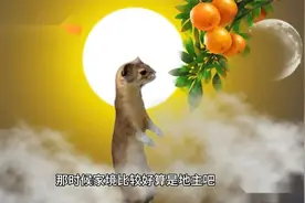 遇见黄鼠狼向你讨封怎么办视频封面