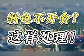 新龟到家不吃食怎么办？如何快速开食？关键要做好这几点！