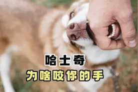 哈士奇“咬你手”，是想表达这些意思！视频封面