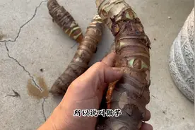 茎似芋头叶似大象耳，室内盆栽特漂亮，关键是耐阴视频封面