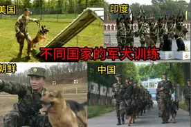不同国家的军犬训练，印度有特色，朝鲜军犬凶猛，中国的很全面视频封面