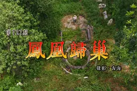 广东东莞省级文物保护古墓，清代名将卫佐凤凰归巢视频封面