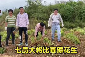 七员大将比赛薅花生，一二三名各有大奖励，场面激烈搞笑又热闹