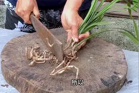 兰花烂根了如何拯救？让它快速重新长新芽视频封面