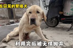 骨瘦如柴的繁殖犬，被主人打断双腿后卖到狗肉车，获救后流下眼泪视频封面